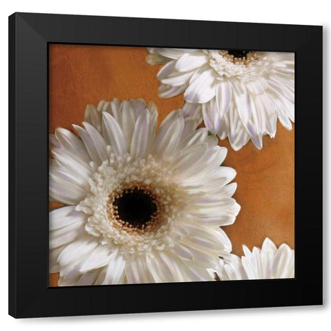 Gerber Delight I Black Modern Wood Framed Art Print with Double Matting by Pahl, Janel