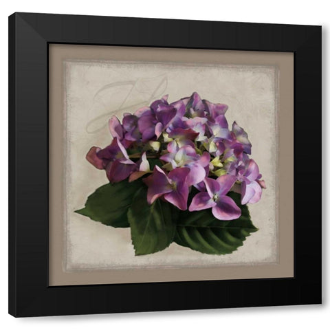 Botanical Hydrenga Black Modern Wood Framed Art Print by Pahl, Janel
