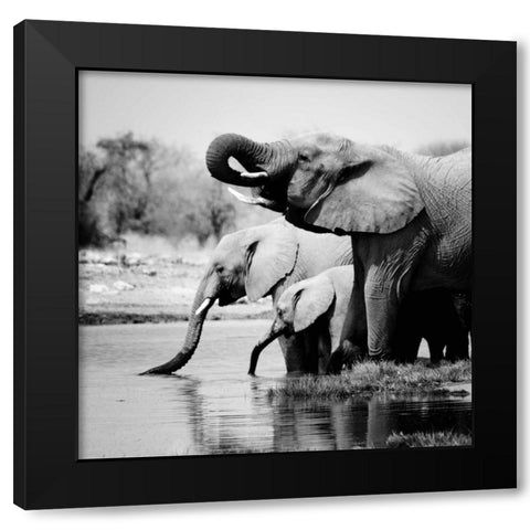 Namibia Elephants Black Modern Wood Framed Art Print by Papiorek, Nina