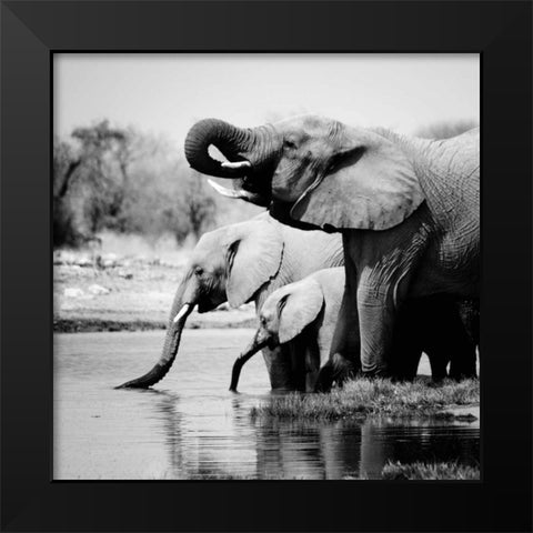 Namibia Elephants Black Modern Wood Framed Art Print by Papiorek, Nina
