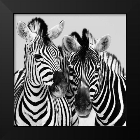 Namibia Zebras Black Modern Wood Framed Art Print by Papiorek, Nina
