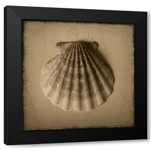 Seashell Study I Black Modern Wood Framed Art Print with Double Matting by Heather Jacks