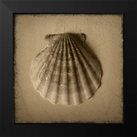 Seashell Study I Black Modern Wood Framed Art Print by Heather Jacks