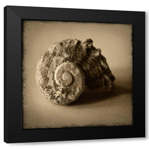 Seashell Study II Black Modern Wood Framed Art Print with Double Matting by Heather Jacks