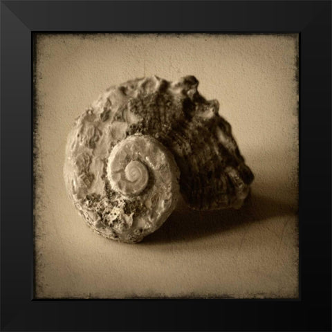 Seashell Study II Black Modern Wood Framed Art Print by Heather Jacks