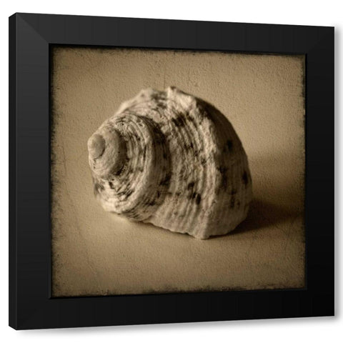 Seashell Study III Black Modern Wood Framed Art Print by Heather Jacks