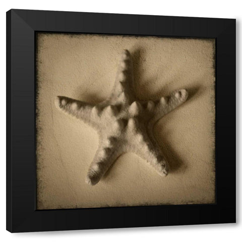 Seashell Study VI Black Modern Wood Framed Art Print by Heather Jacks