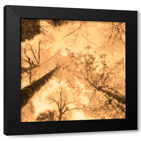 Epiphany I Black Modern Wood Framed Art Print by Pelkey, Marvin