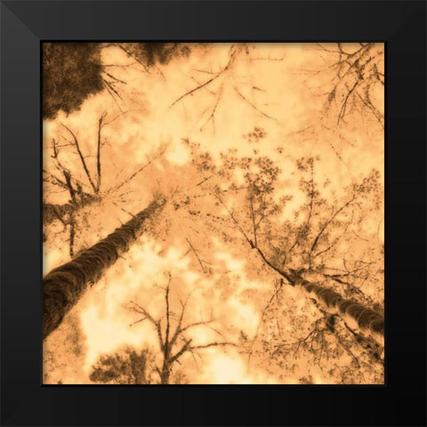 Epiphany I Black Modern Wood Framed Art Print by Pelkey, Marvin