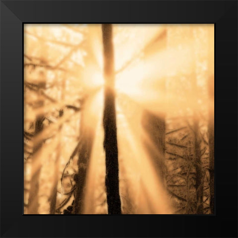 Epiphany II Black Modern Wood Framed Art Print by Pelkey, Marvin