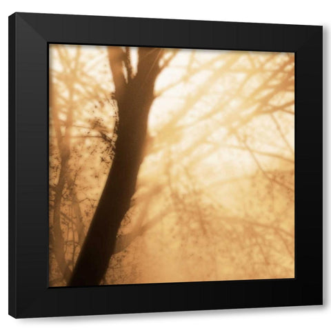 Epiphany III Black Modern Wood Framed Art Print by Pelkey, Marvin