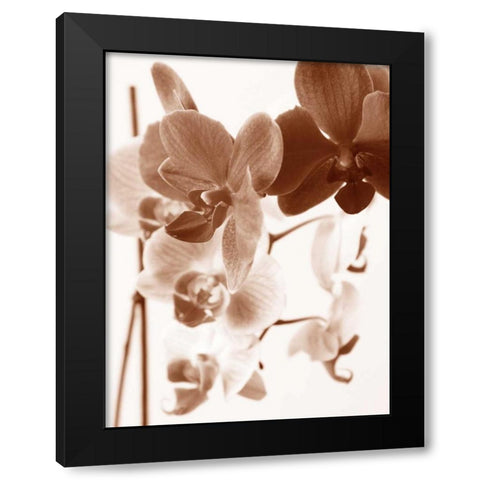 Dreamy Orchids I Black Modern Wood Framed Art Print with Double Matting by Szilagyi, lly