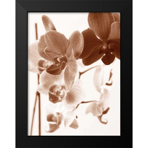 Dreamy Orchids I Black Modern Wood Framed Art Print by Szilagyi, lly