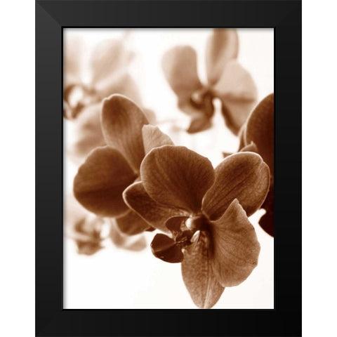 Dreamy Orchids II Black Modern Wood Framed Art Print by Szilagyi, lly