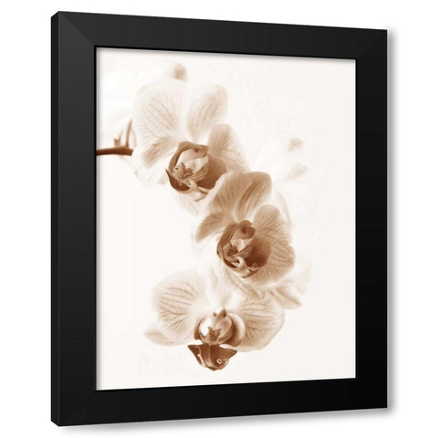 No Boundaries II Black Modern Wood Framed Art Print with Double Matting by Szilagyi, lly