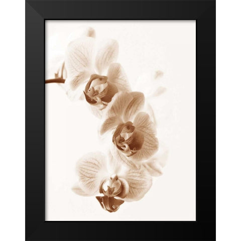 No Boundaries II Black Modern Wood Framed Art Print by Szilagyi, lly