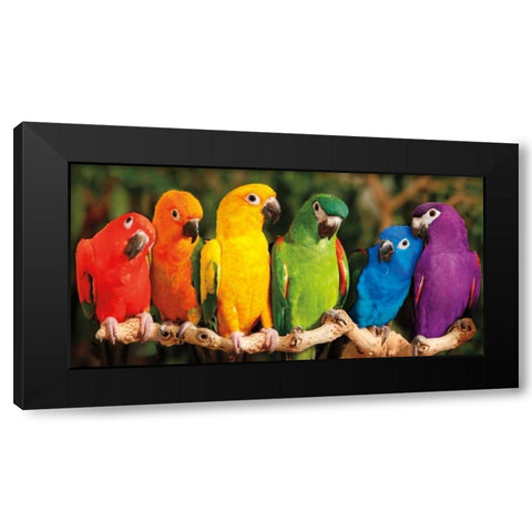 Rainbow Parrots Black Modern Wood Framed Art Print by Jones, Mike