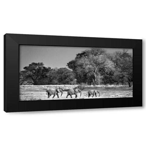 Follow The Leader Black Modern Wood Framed Art Print by Ortega, Xavier
