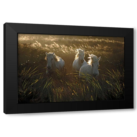 Wild and Free Black Modern Wood Framed Art Print with Double Matting by Ortega, Xavier