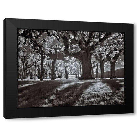 Tree Park Black Modern Wood Framed Art Print by Szilagyi, Ily