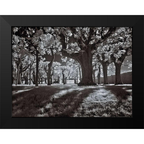 Tree Park Black Modern Wood Framed Art Print by Szilagyi, Ily
