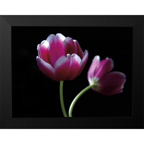 Passion Black Modern Wood Framed Art Print by Szilagyi, Ily