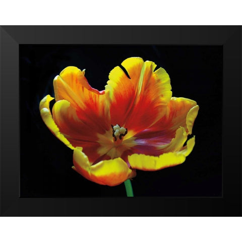 Expose Black Modern Wood Framed Art Print by Szilagyi, Ily