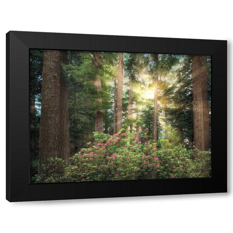 Rise n Shine Black Modern Wood Framed Art Print with Double Matting by Frates, Dennis