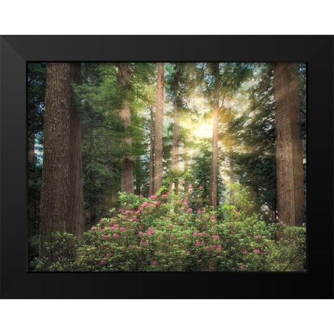 Rise n Shine Black Modern Wood Framed Art Print by Frates, Dennis