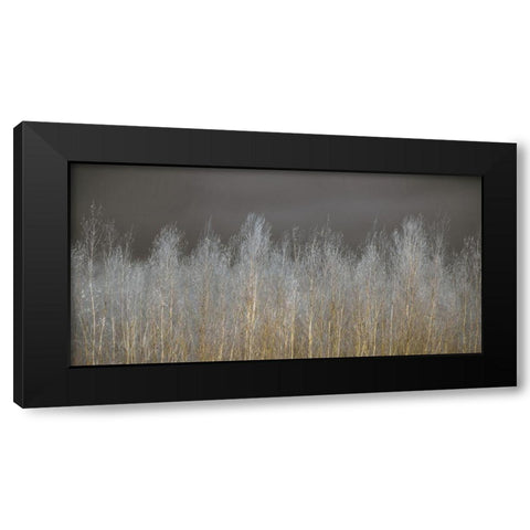 Silver Forest Black Modern Wood Framed Art Print by Frank, Assaf