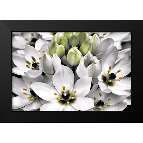 Blooming Stars Black Modern Wood Framed Art Print by Frates, Dennis