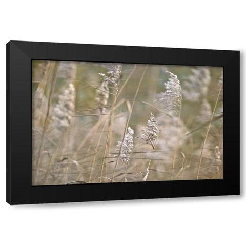 Wind Blown Black Modern Wood Framed Art Print with Double Matting by Frank, Assaf