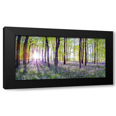 Bluebells and Sunrise Black Modern Wood Framed Art Print by Frank, Assaf