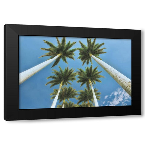 Looking Up  Black Modern Wood Framed Art Print with Double Matting by Frates, Dennis