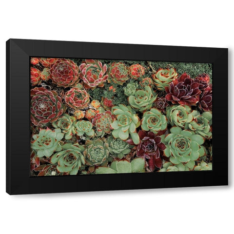 Succulent Collection Black Modern Wood Framed Art Print by Frates, Dennis