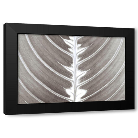 Natures Beauty Black Modern Wood Framed Art Print with Double Matting by Frank, Assaf