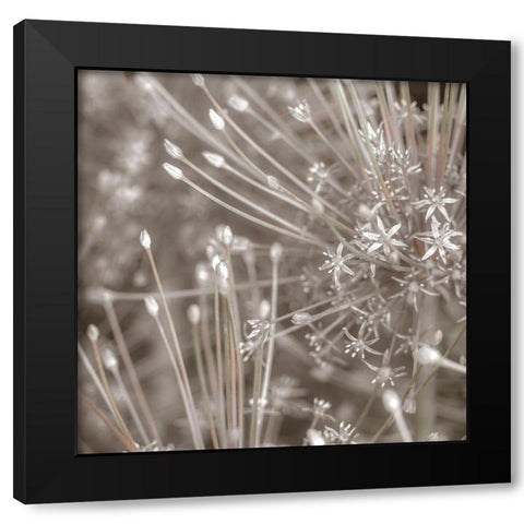 Silver Alliums Black Modern Wood Framed Art Print with Double Matting by Frank, Assaf