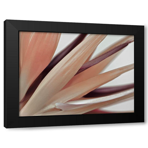 Heliconia Harmony Black Modern Wood Framed Art Print with Double Matting by Frank, Assaf