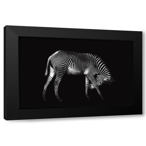 Zebra Solo Black Modern Wood Framed Art Print by Ortega, Xavier