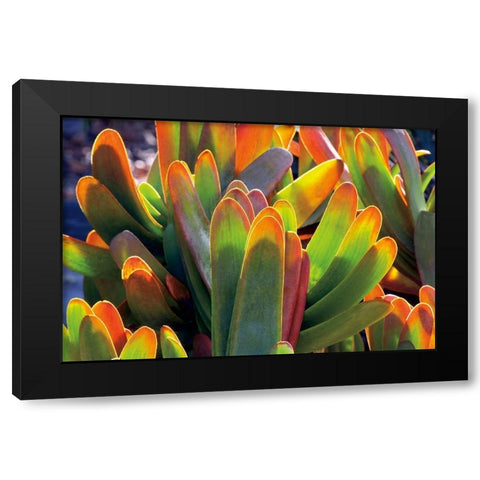 Aloe Fan Black Modern Wood Framed Art Print by Frates, Dennis