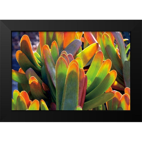 Aloe Fan Black Modern Wood Framed Art Print by Frates, Dennis