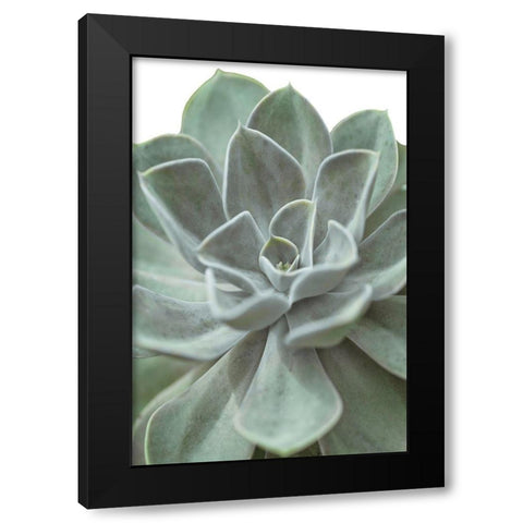 Echeveria Black Modern Wood Framed Art Print with Double Matting by Frank, Assaf
