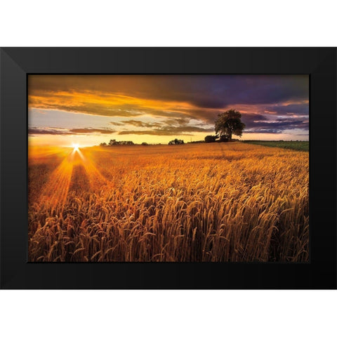 Sunlight On the Wheat Fields Black Modern Wood Framed Art Print by Celebrate Life Gallery