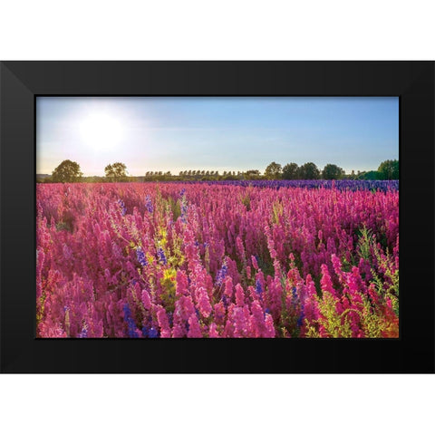 Delphinium Field Black Modern Wood Framed Art Print by Frank, Assaf