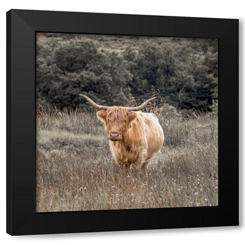 Highland Cow I Black Modern Wood Framed Art Print with Double Matting by Frank, Assaf