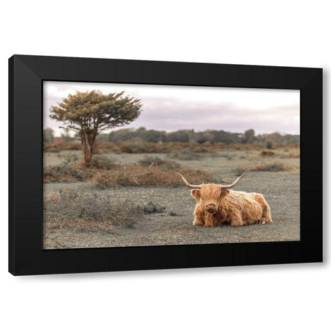 Highland Cow II Black Modern Wood Framed Art Print by Frank, Assaf