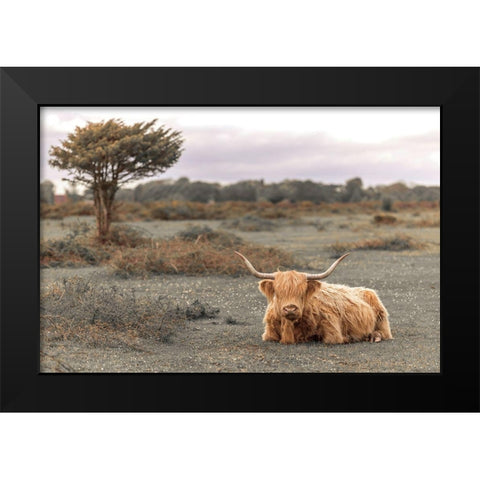 Highland Cow II Black Modern Wood Framed Art Print by Frank, Assaf