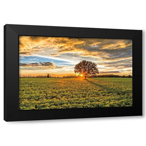 After the Storm Burr Oak Black Modern Wood Framed Art Print by Howarth, Gail