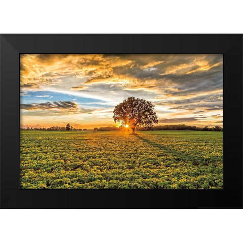 After the Storm Burr Oak Black Modern Wood Framed Art Print by Howarth, Gail