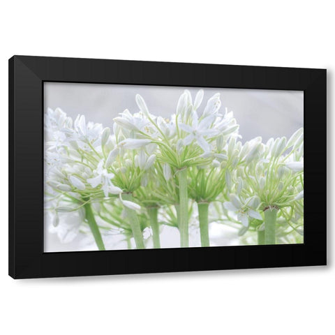 African Lily I Black Modern Wood Framed Art Print with Double Matting by Frank, Assaf